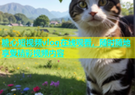 糖心短视频vlog在线观看，随时随地享受精彩视频内容