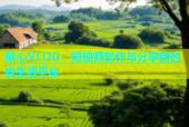 糖心VLOG：短视频创作与分享的时尚生活平台